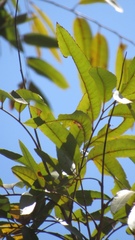 Thouinidium decandrum