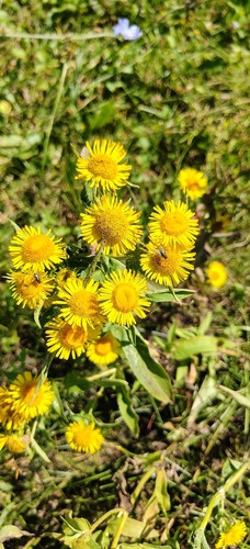 Meadow Fleabane