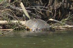 Pseudemys concinna