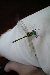 Epophthalmia frontalis