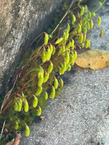Rosulabryum torquescens observed 2026-08-07