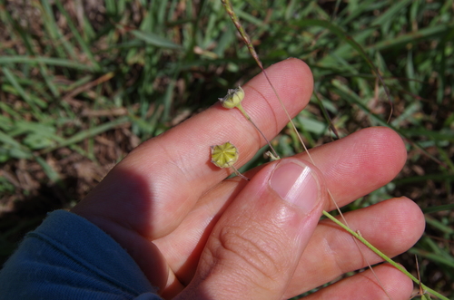 Image of Anoda pentaschista by (c) Eric Knight, some rights reserved (CC BY)