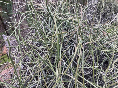 Caustic Vine