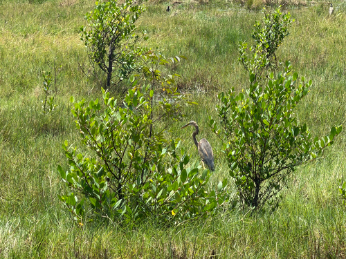 Purple Heron