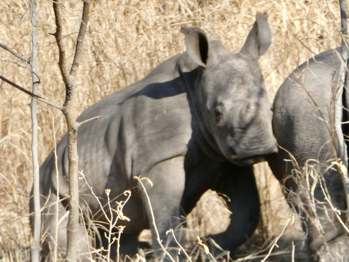 Southern White Rhinoceros