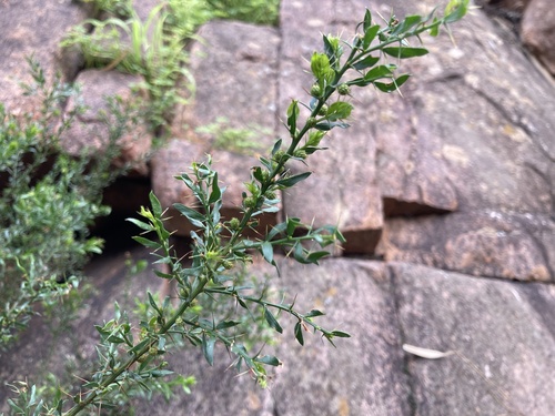 Kangaroo thorn