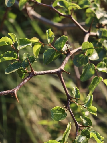 Ziziphus mucronata, photograph 6