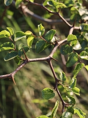 Ziziphus mucronata, photograph (c) Darren Obbard, some rights reserved (CC BY)