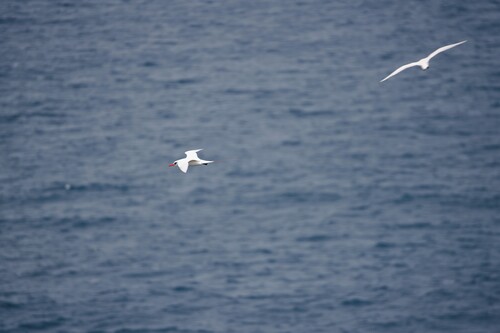 Phaethon rubricauda observed 2026-08-06