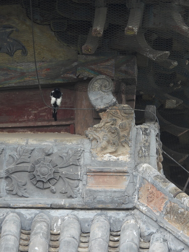 Oriental Magpie