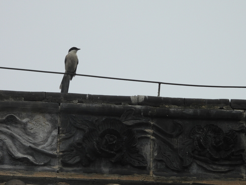 Azure-winged Magpie