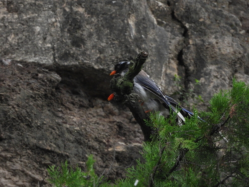 Red-billed Blue-Magpie