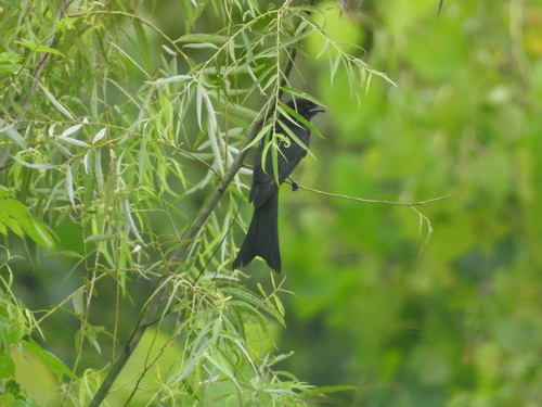 Black Drongo