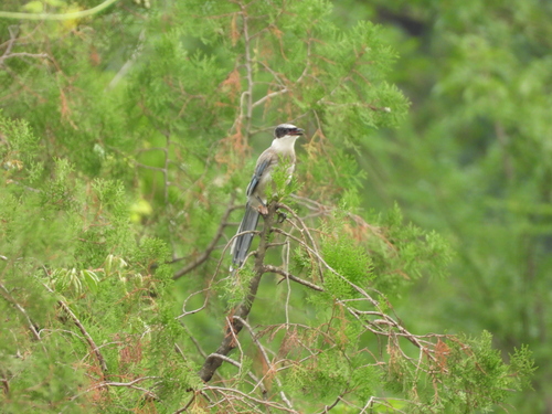 Azure-winged Magpie
