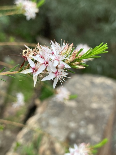 Fringe Myrtle