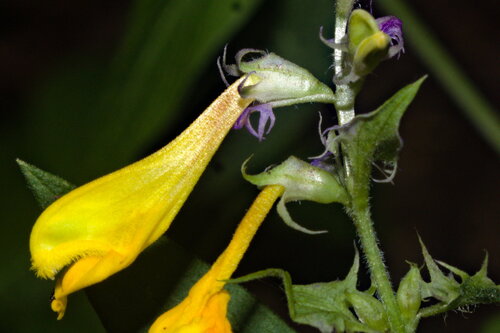 Melampyrum polonicum (Melampyrum polonicum)