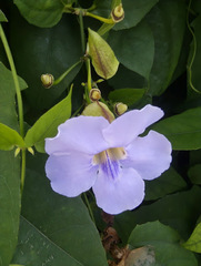 Thunbergia laurifolia