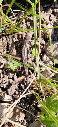 Sand Lizard