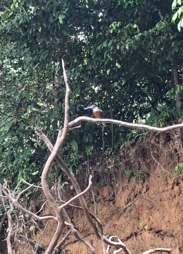Giant Kingfisher