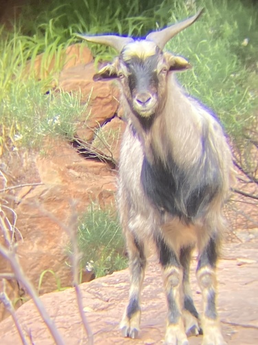 Domestic Goat