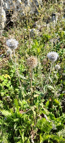 Glandular Globe-thistle