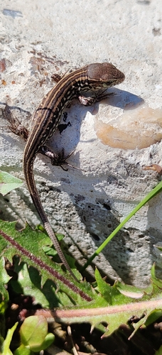 siberian sand lizard
