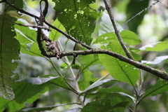 Pogonotriccus poecilotis