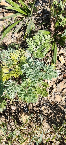 absinthe wormwood
