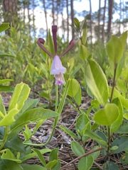 Cleistesiopsis oricamporum