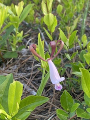 Cleistesiopsis oricamporum