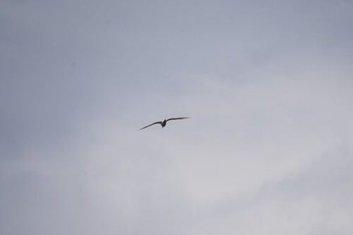 Phaethon rubricauda observed 2026-08-06