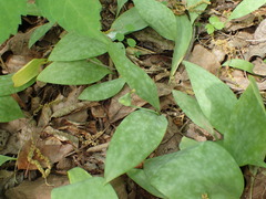 Erythronium rostratum
