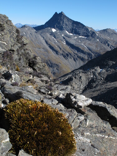 Aciphylla simplex