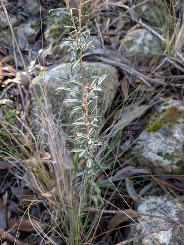 Pink-tip Daisy-bush