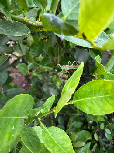 Leafhopper Assassin Bug