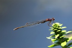 Enallagma dubium