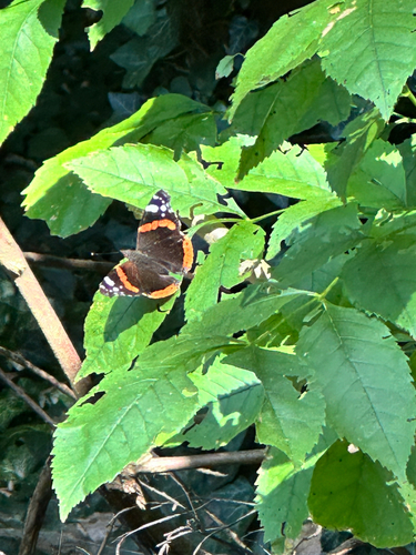 Red Admiral