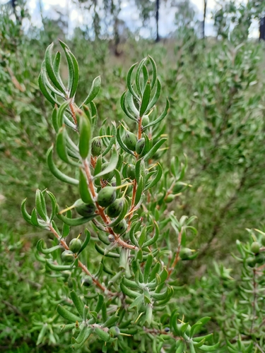 Hairy Geebung