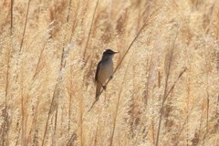 Acrocephalus arundinaceus
