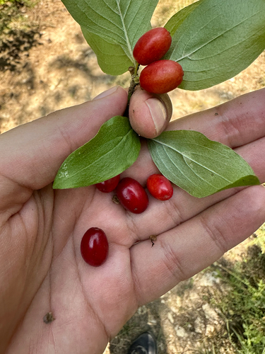 Cornelian cherry