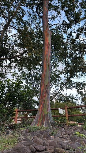 Eucalyptus deglupta observed 2026-08-06