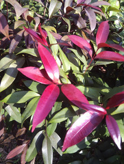 Syzygium myrtifolium