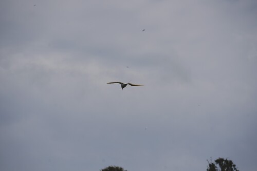 Phaethon rubricauda observed 2026-08-06
