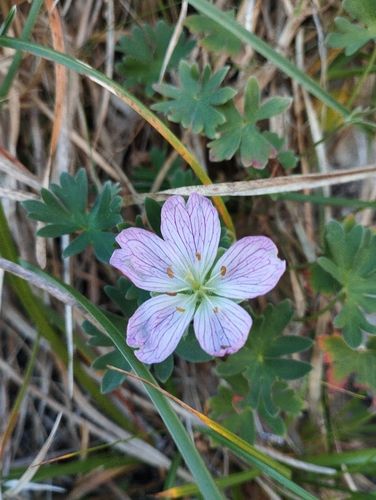 Geranium cinereum, photograph 3