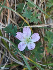 (c) Mikel Etxeberria Okariz, some rights reserved (CC BY) Geranium cinereum, photograph (c) Mikel Etxeberria Okariz, some rights reserved (CC BY)