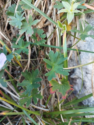 Geranium cinereum, photograph 4