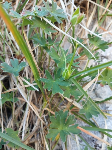 Geranium cinereum, photograph 5