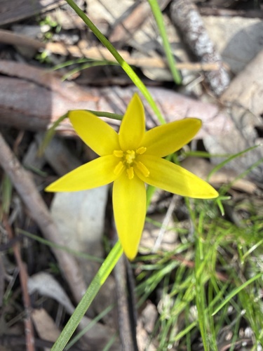 yellow star
