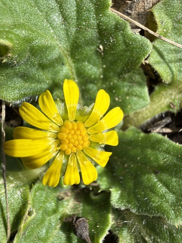 Austral bear’s-ears