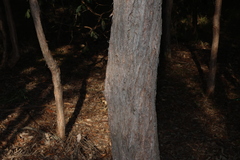 (c) Greg Tasney, some rights reserved (CC BY-SA) Lophostemon suaveolens, photograph (c) Greg Tasney, some rights reserved (CC BY-SA)